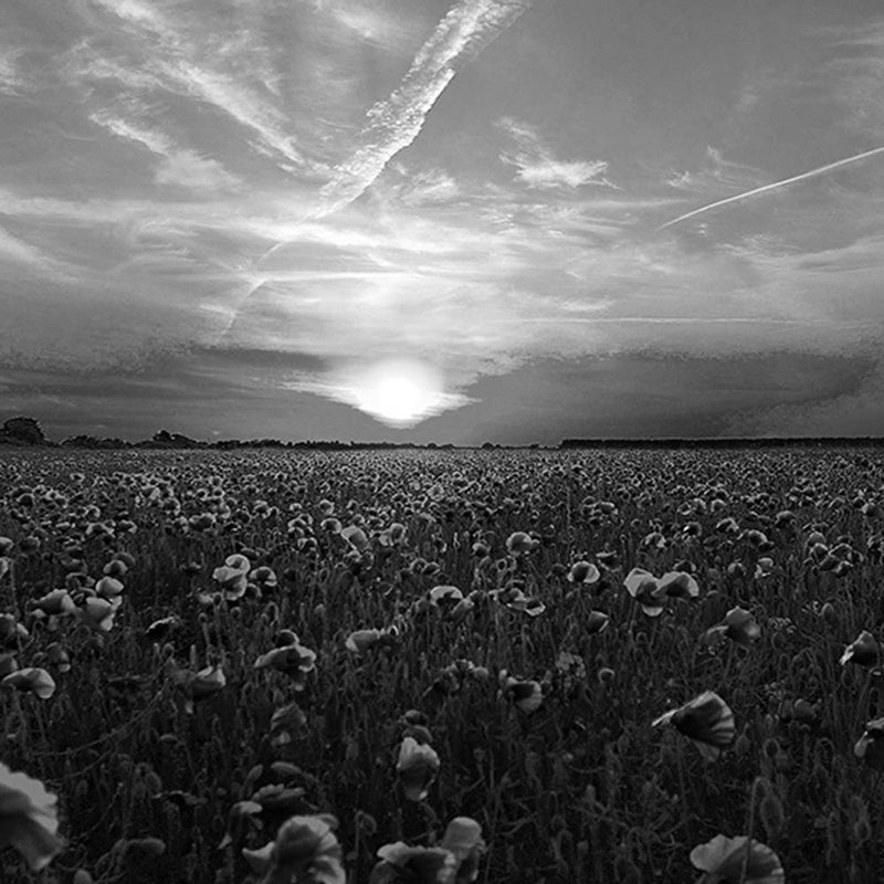 Glezna baltā rāmī - Sunset Over A Field Poppy 2 