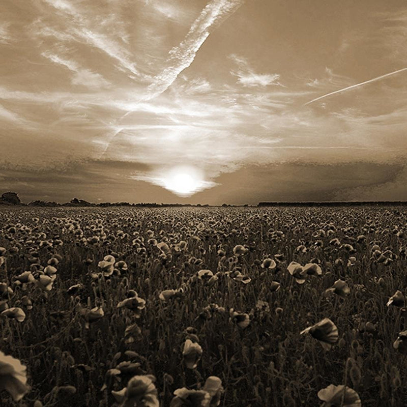 Glezna baltā rāmī - Sunset Over A Field Poppy 1 