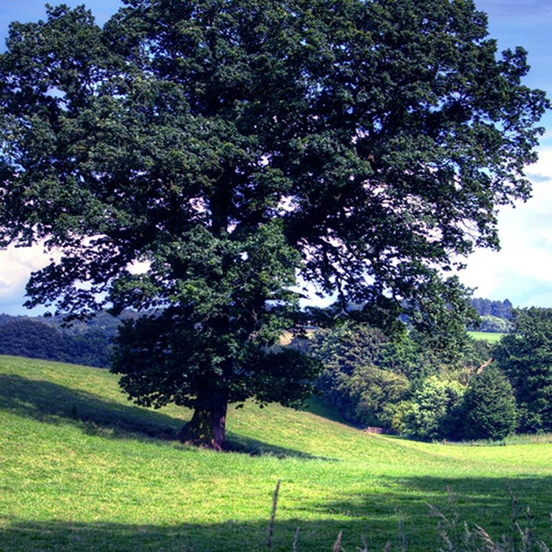 Glezna baltā rāmī - Tree Clearing 4 