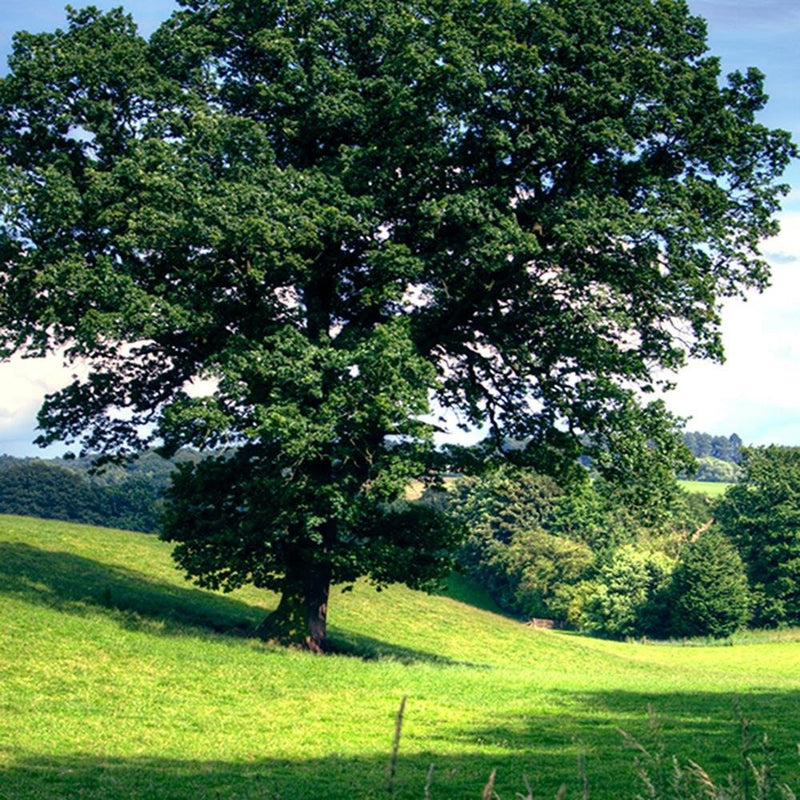 Glezna baltā rāmī - Tree Clearing 3 