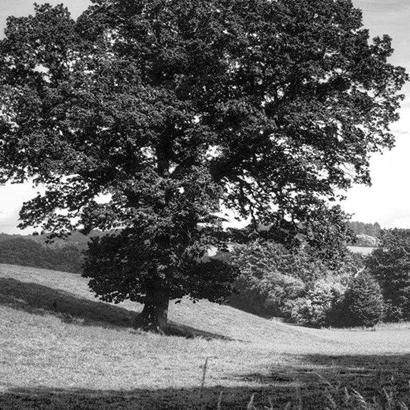 Glezna baltā rāmī - Tree Clearing 2 