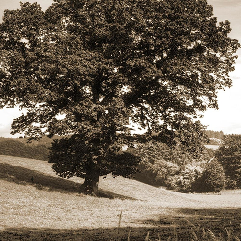 Glezna baltā rāmī - Tree Clearing 1 