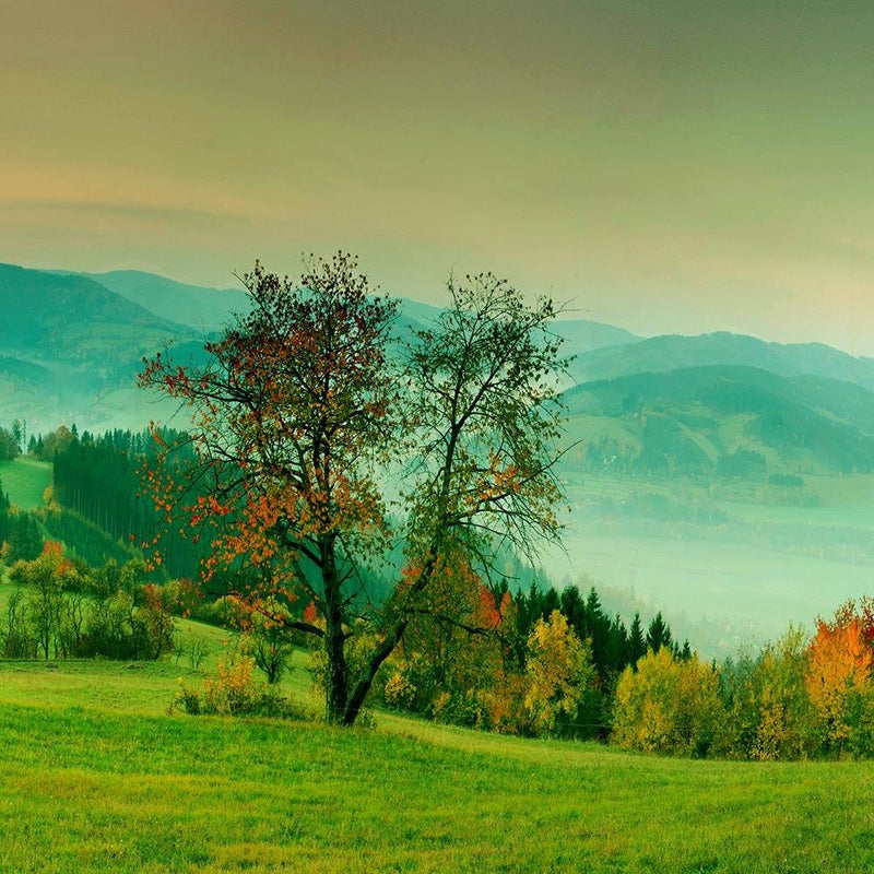 Glezna baltā rāmī - The Hills Of Autumn Trees 4 