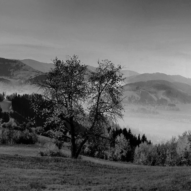 Glezna baltā rāmī - The Hills Of Autumn Trees 2 