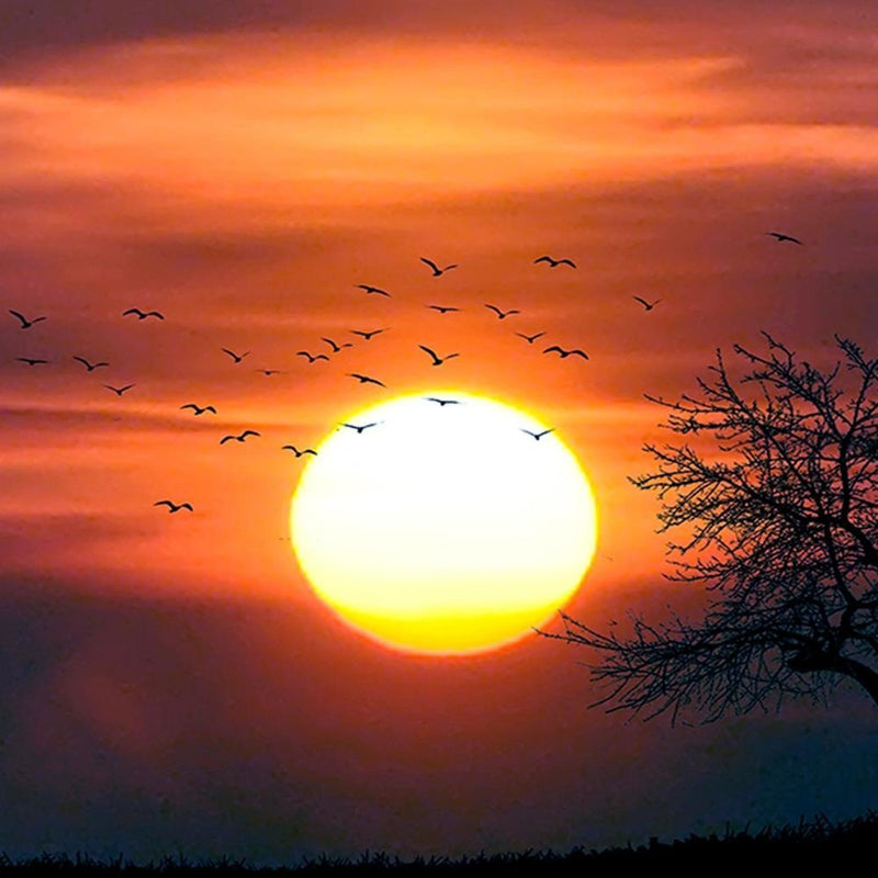 Glezna baltā rāmī - Birds At Sunset 3 