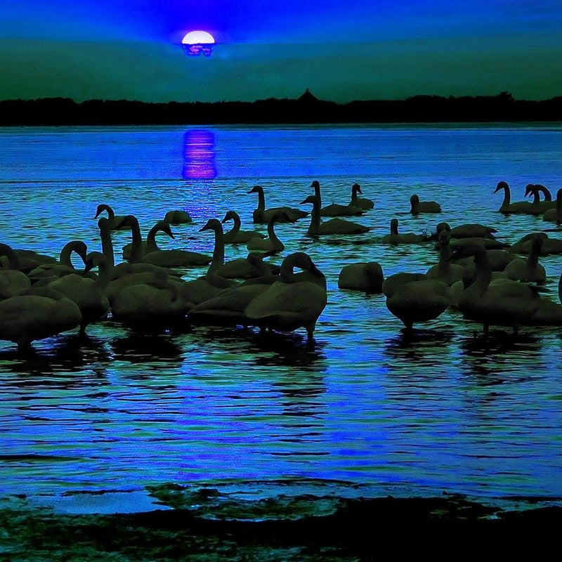 Glezna baltā rāmī - Swans On The Shore Of A Lake 