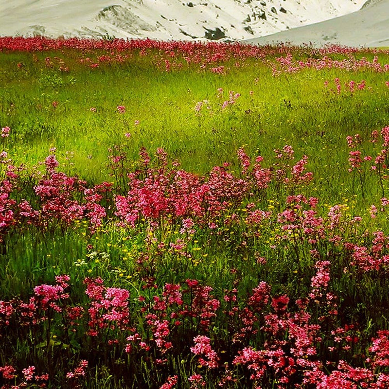 Glezna baltā rāmī - Snowy Mountains And Colorful Meadow 