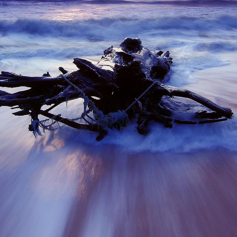 Glezna baltā rāmī - Branch On The Seashore 