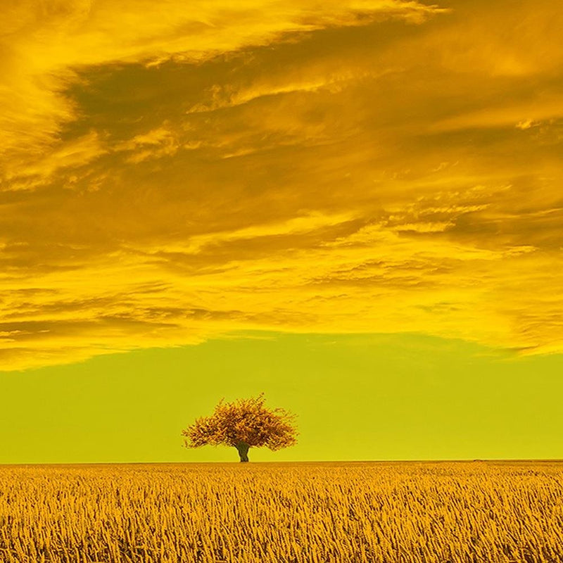 Glezna baltā rāmī - Lone Tree In Field 