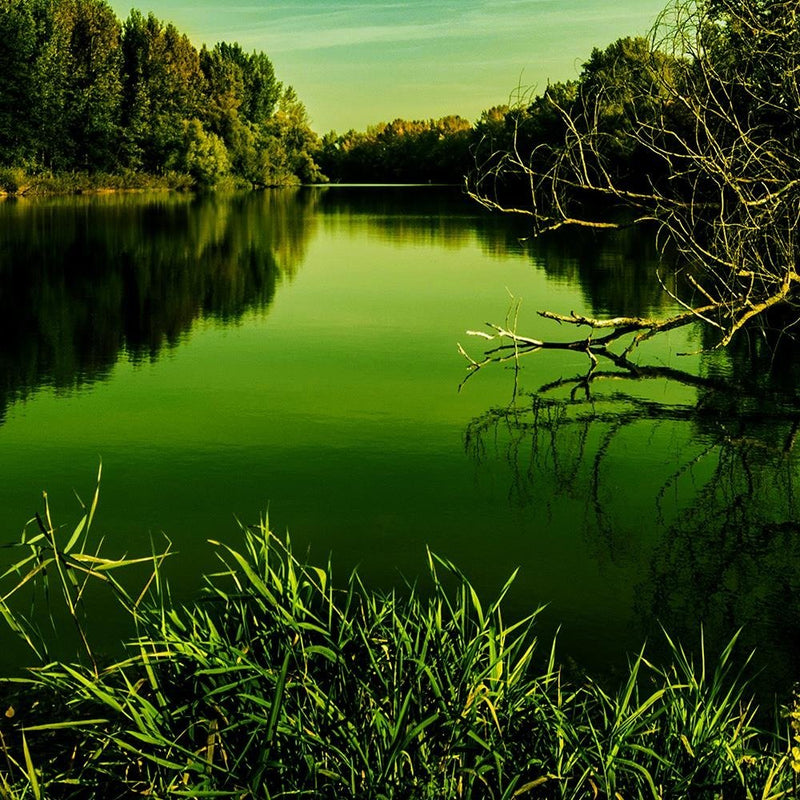 Glezna baltā rāmī - Lake In Green 