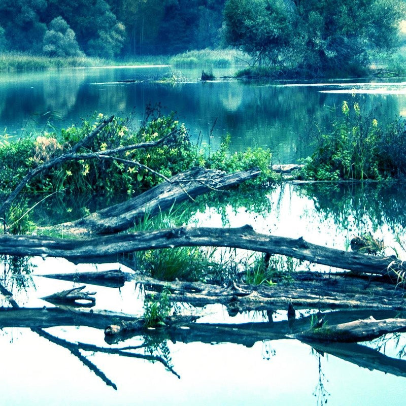 Glezna baltā rāmī - Fallen Tree In The Lake 