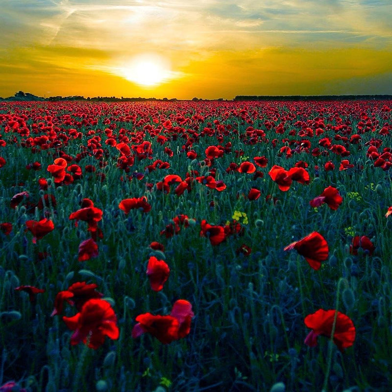 Glezna baltā rāmī - Field Of Red Poppies 