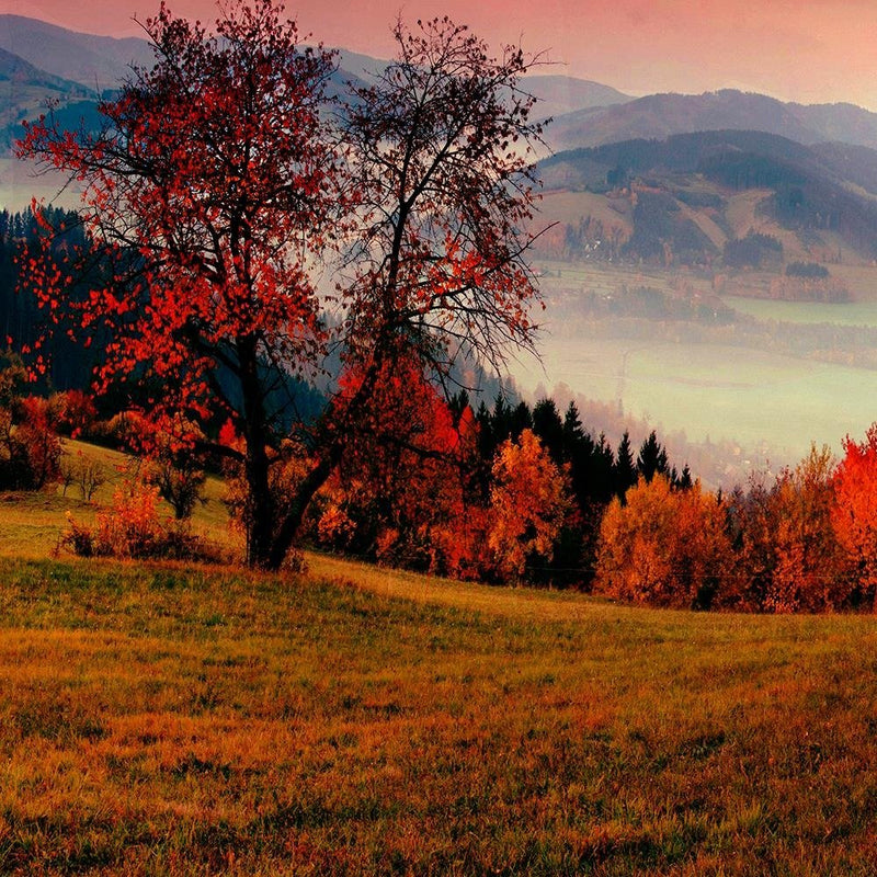 Glezna baltā rāmī - The Hills Of Autumn Trees 