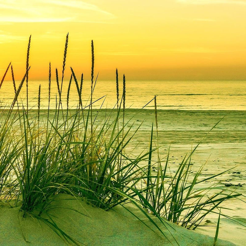 Glezna baltā rāmī - Grass On The Beach At Sunset 