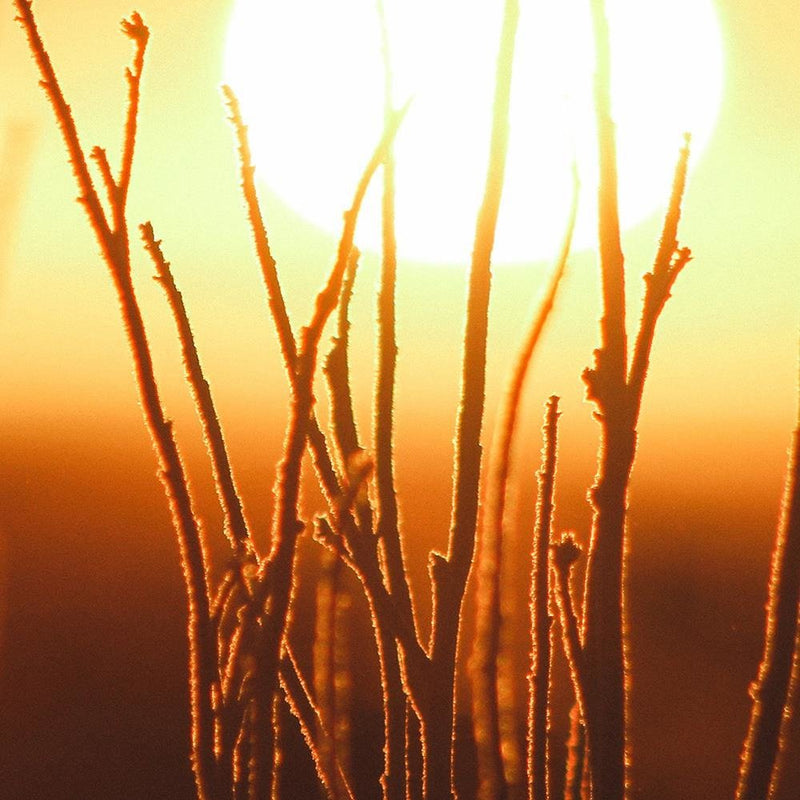 Glezna baltā rāmī - Sunset And Shrubs 