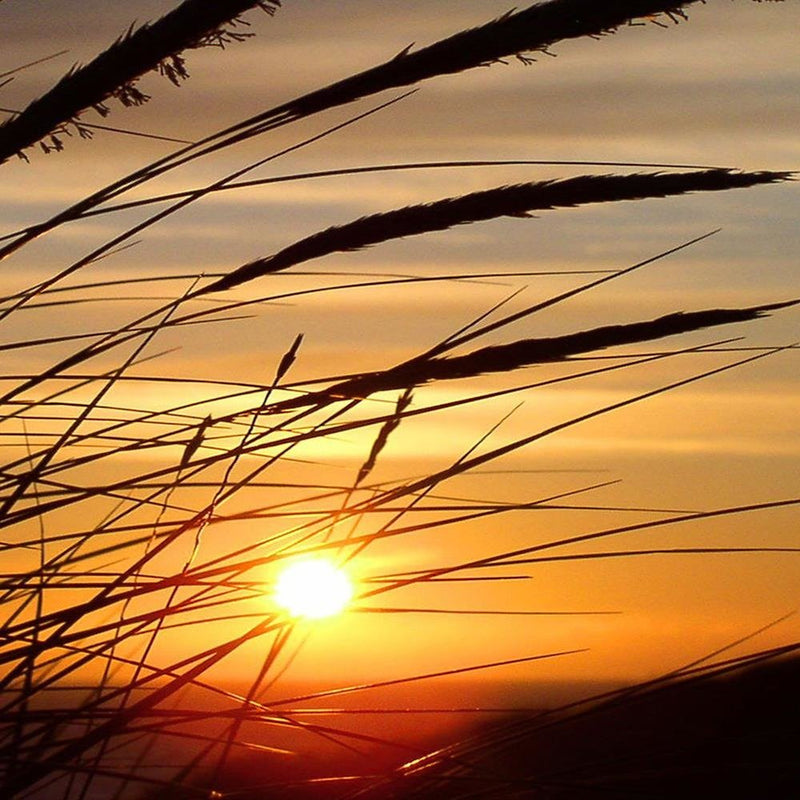 Glezna baltā rāmī - Grass And Sunset 