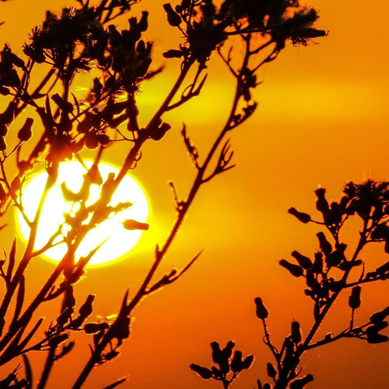 Glezna baltā rāmī - Sunset Behind A Plant 