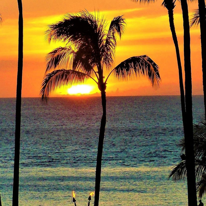 Glezna baltā rāmī - Palm Trees At Sunset 