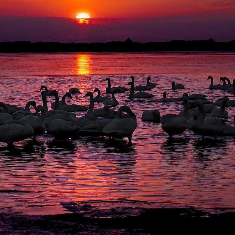 Glezna baltā rāmī - Swans On The Lake 