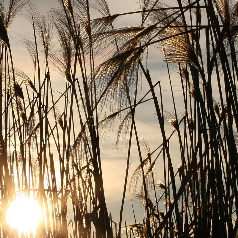 Glezna baltā rāmī - The Sun In The Grass 