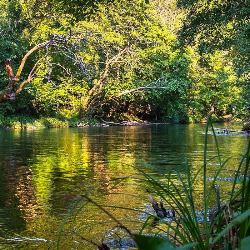 Glezna baltā rāmī - River In Tropical Forest 