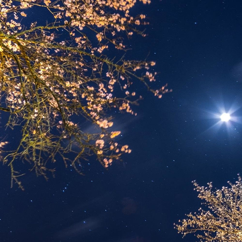 Glezna baltā rāmī - Moon Over Trees 