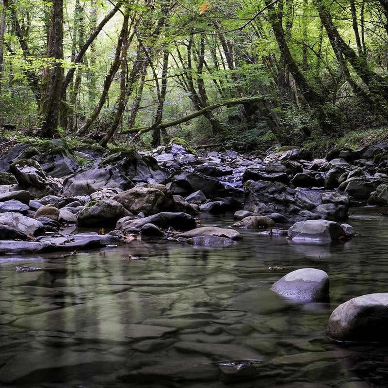 Glezna baltā rāmī - Forest Brook 