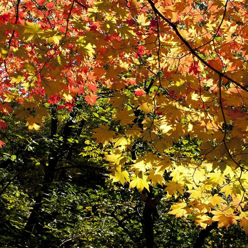 Glezna baltā rāmī - Colorful Leaves 