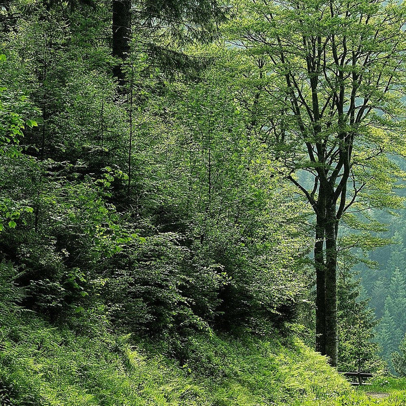 Glezna baltā rāmī - Shrubs At Forest Road 