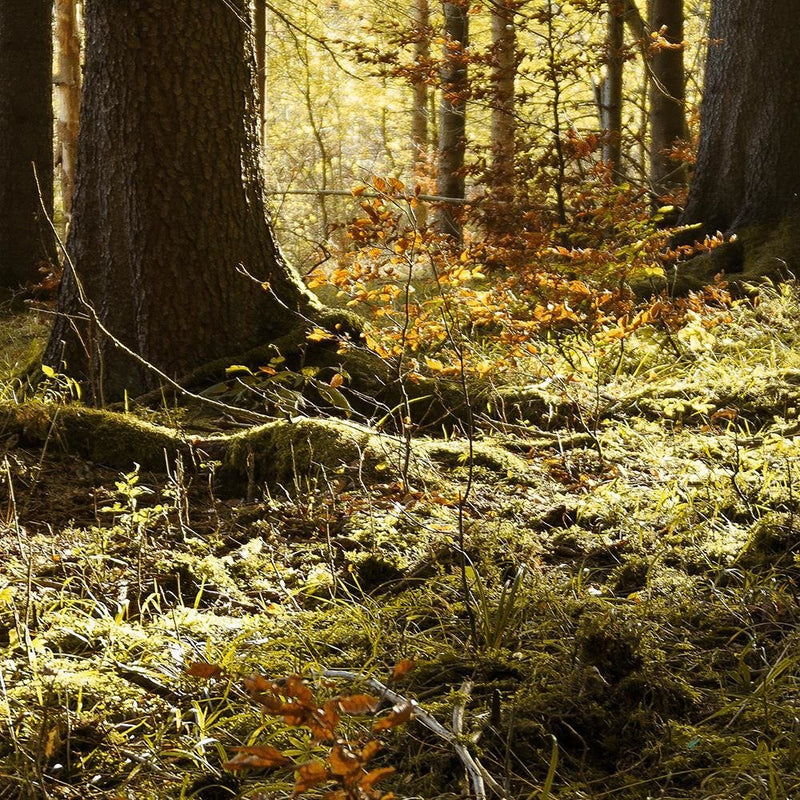 Glezna baltā rāmī - In The Forest 