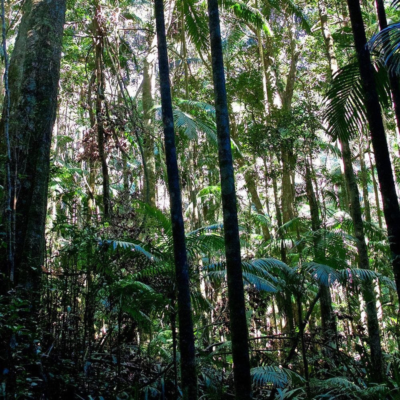 Glezna baltā rāmī - Plants In The Jungle 