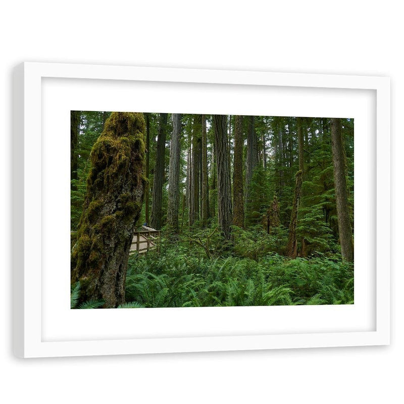 Glezna baltā rāmī - Green Ferns In The Forest 