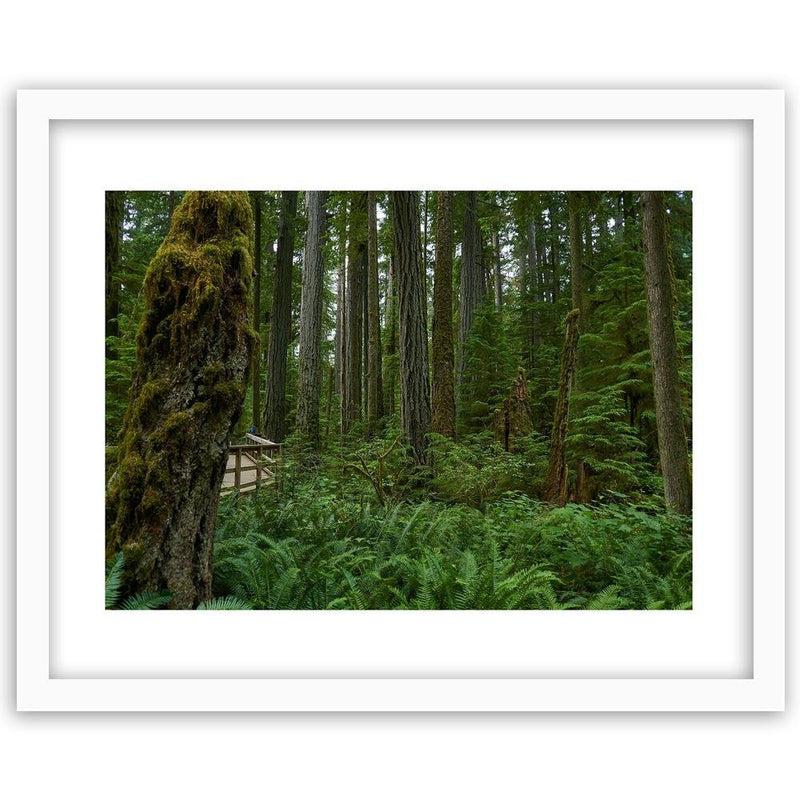 Glezna baltā rāmī - Green Ferns In The Forest 