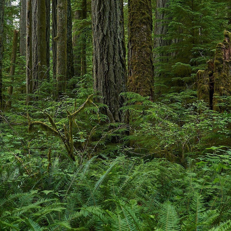 Glezna baltā rāmī - Green Ferns In The Forest 