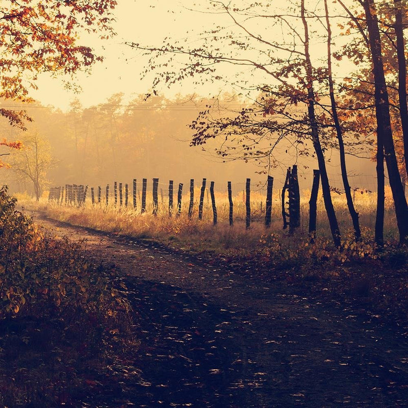 Glezna baltā rāmī - Dirt Road At The Forest 