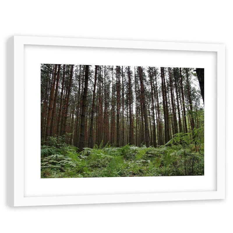 Glezna baltā rāmī - Ferns In The Forest 