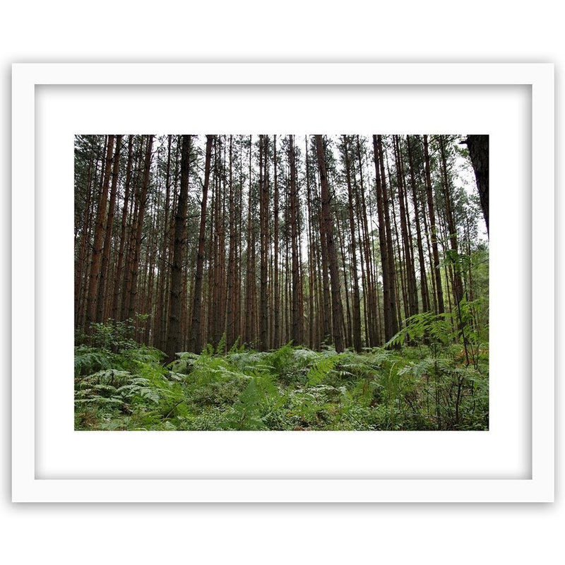 Glezna baltā rāmī - Ferns In The Forest 