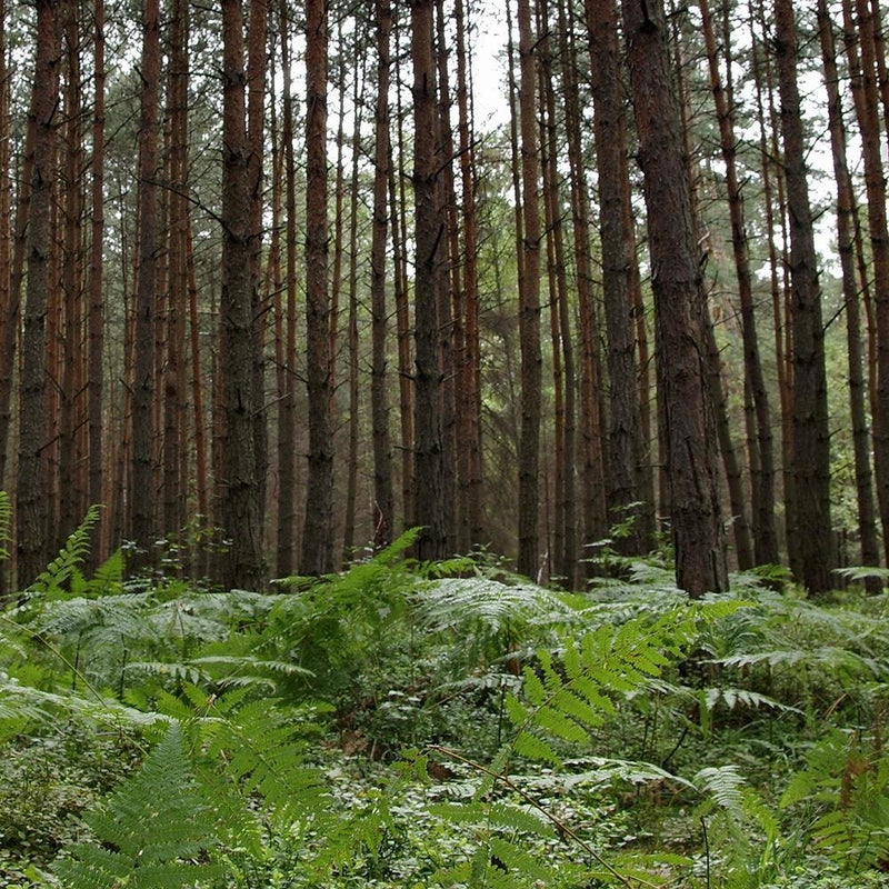 Glezna baltā rāmī - Ferns In The Forest 