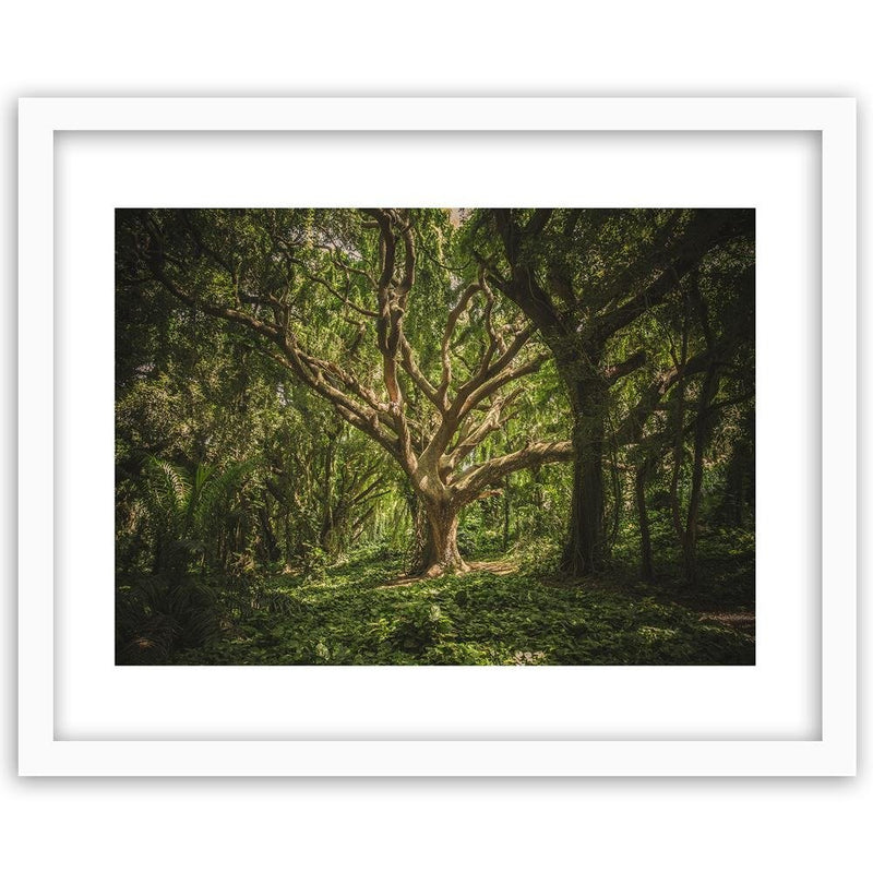 Glezna baltā rāmī - Large Tree In The Middle Of The Forest 