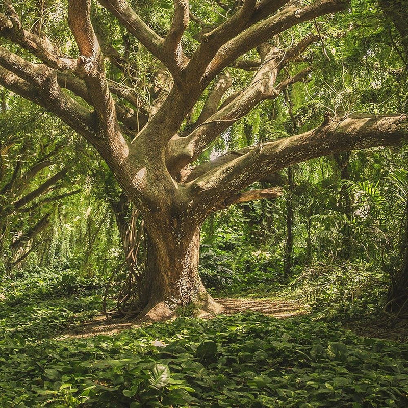 Glezna baltā rāmī - Large Tree In The Middle Of The Forest 