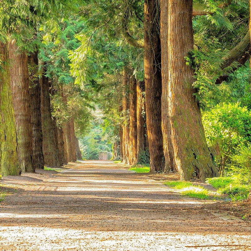 Glezna baltā rāmī - Alley In Park 