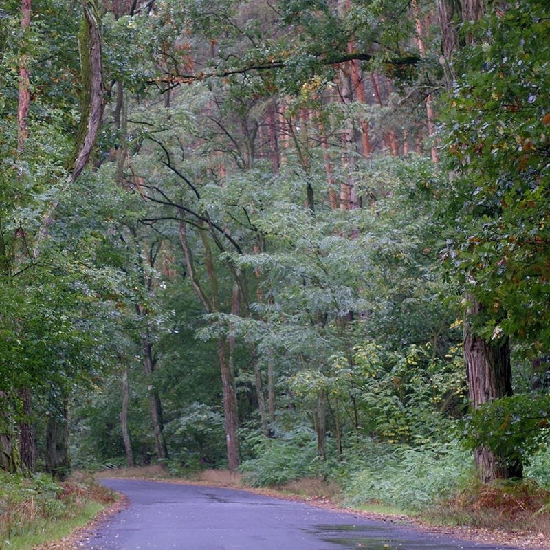 Glezna baltā rāmī - The Road Through The Forest 