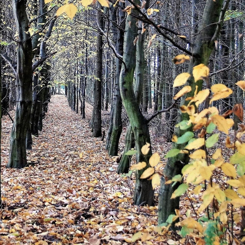 Glezna baltā rāmī - Forest Alley 