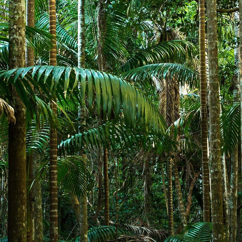 Glezna baltā rāmī - Green Palms 