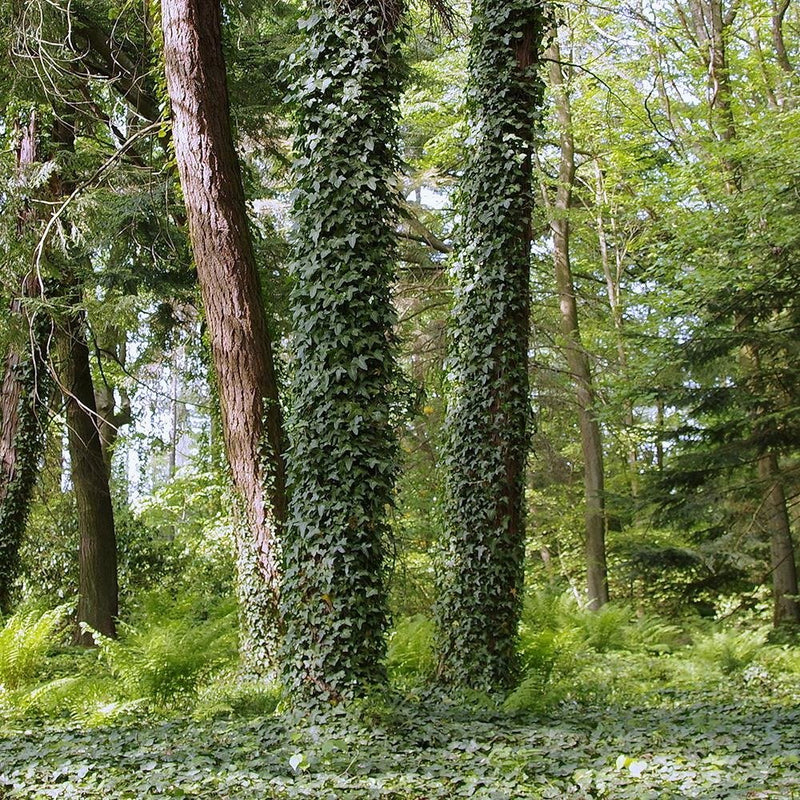 Glezna baltā rāmī - Ivy On The Trees 