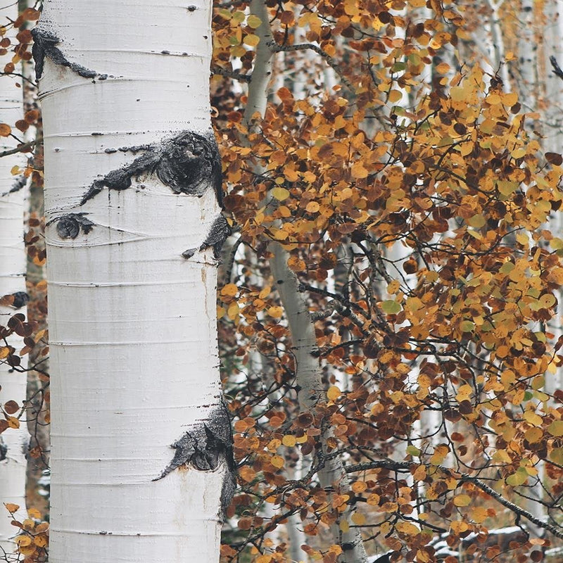 Glezna baltā rāmī - Birches 