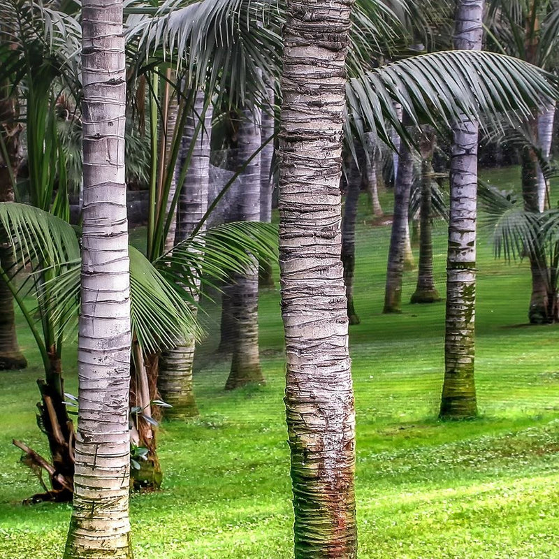 Glezna baltā rāmī - Palm Forest 