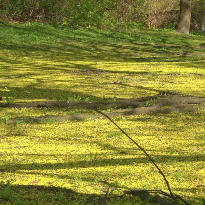 Glezna baltā rāmī - Forest Clearing 