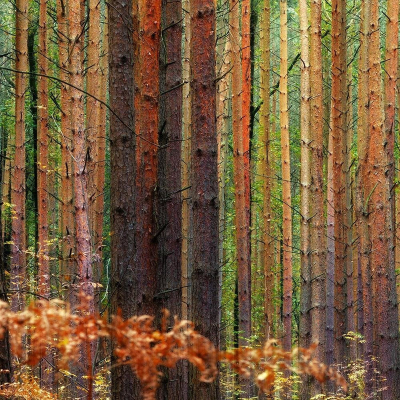 Glezna baltā rāmī - In The Middle Of A Forest 