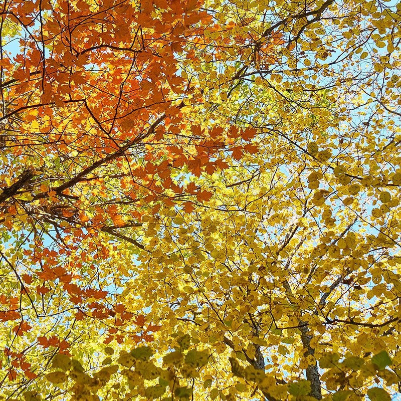 Glezna baltā rāmī - The Tops Of The Trees In Autumn 